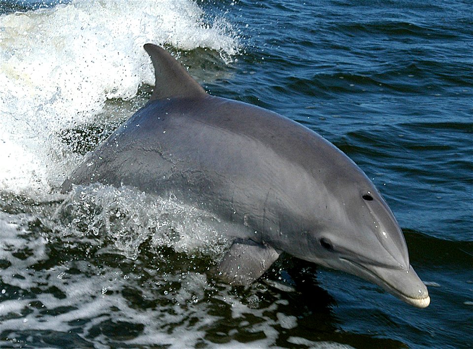 Bottlenose Dolphin - Tursiops truncatus A dolphin surfs the wake of a research boat on the Banana River - near the  Kennedy Space Center.