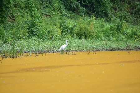 Wildlife pond lake