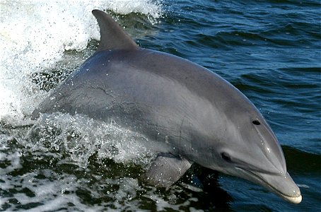 Bottlenose Dolphin - Tursiops truncatus A dolphin surfs the wake of a research boat on the Banana River - near the Kennedy Space Center. photo