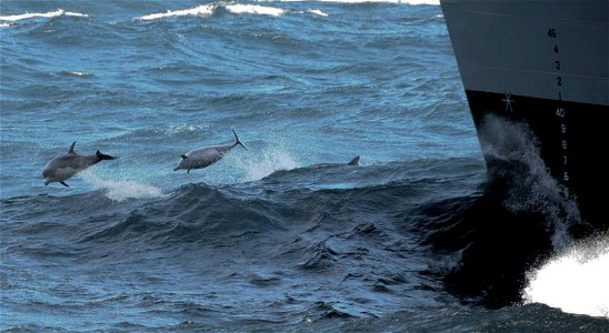 PACIFIC OCEAN (March 11, 2009) Dolphins jump the wake in front of the Military Sealift Command fast-combat support ship USNS Rainer (T-AOE 7) during an ammunition onload with the aircraft carrier USS 
