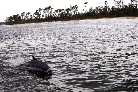 Bottlenose Dolphins at play in Perdido Bay, near Orange Beach, Baldwin County, Alabama.