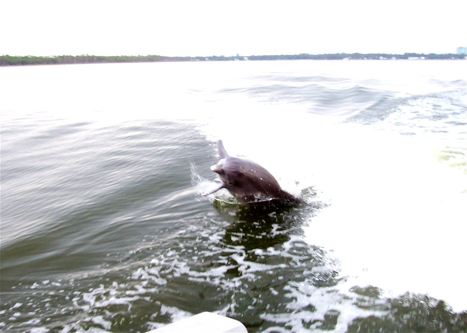 Bottlenose Dolphins at play in Perdido Bay, near Orange Beach, Baldwin County, Alabama.