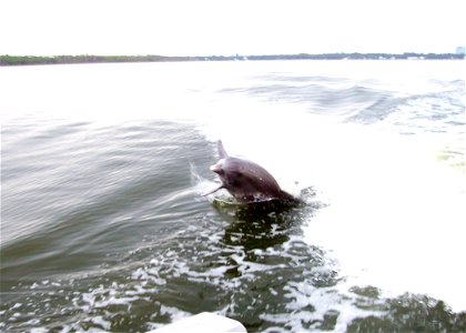 Bottlenose Dolphins at play in Perdido Bay, near Orange Beach, Baldwin County, Alabama.