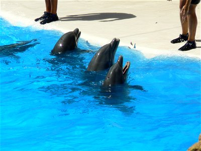 דולפינים בבריכה של גן החיות בטנריף. photo