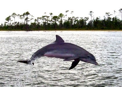 A Bottlenose Dolphin at play in Perdido Bay, near Orange Beach, Baldwin County, Alabama in 2006.