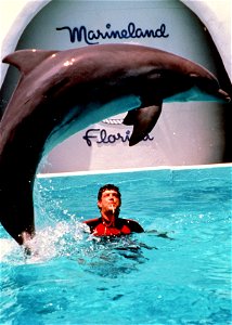 DolphinShow MarinelandOfFlorida photo