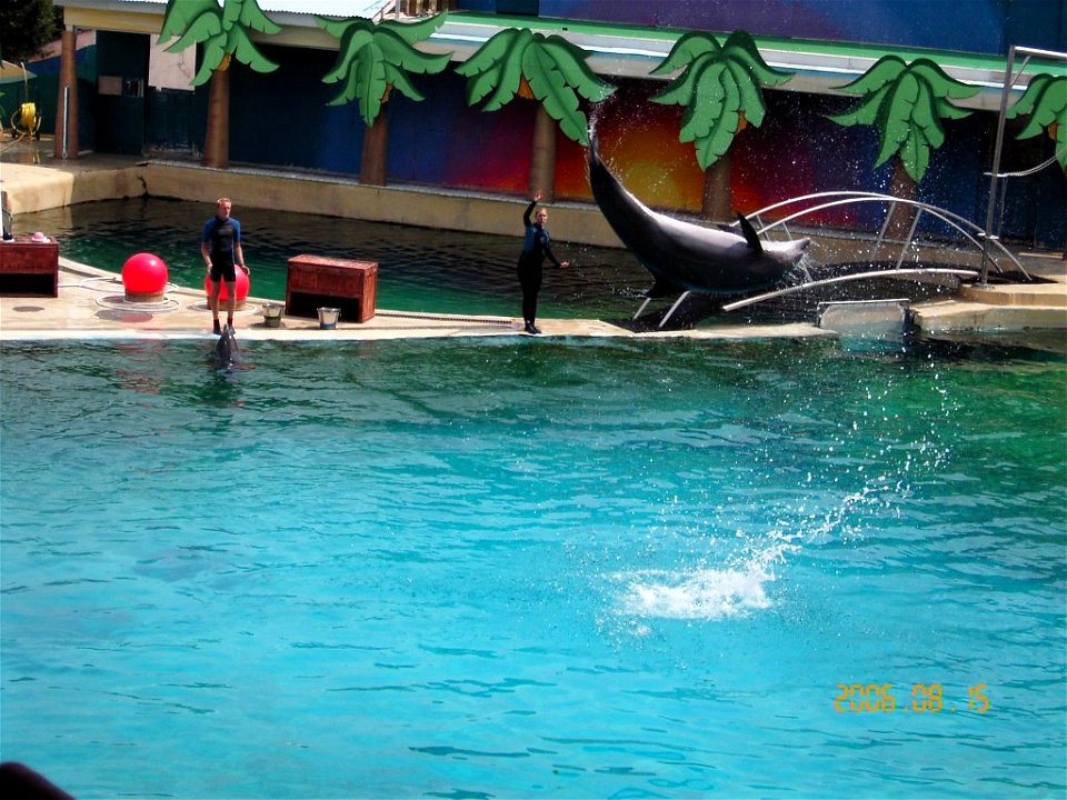 Bottlenose Dolphins in Marineland d'Antibes in France.