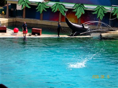 Bottlenose Dolphins in Marineland d'Antibes in France.