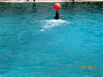 Bottlenose Dolphin in Marineland d'Antibes in France.