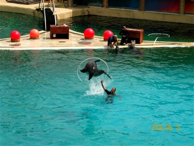 Bottlenose Dolphins in Marineland d'Antibes in France.