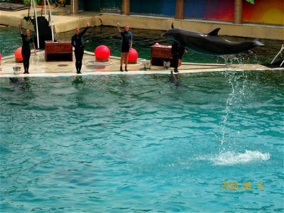 Bottlenose Dolphins in Marineland d'Antibes in France. photo