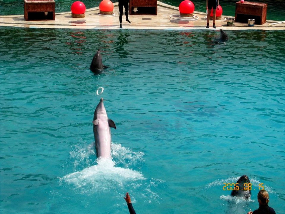 Bottlenose Dolphins in Marineland d'Antibes in France.