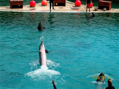 Bottlenose Dolphins in Marineland d'Antibes in France.
