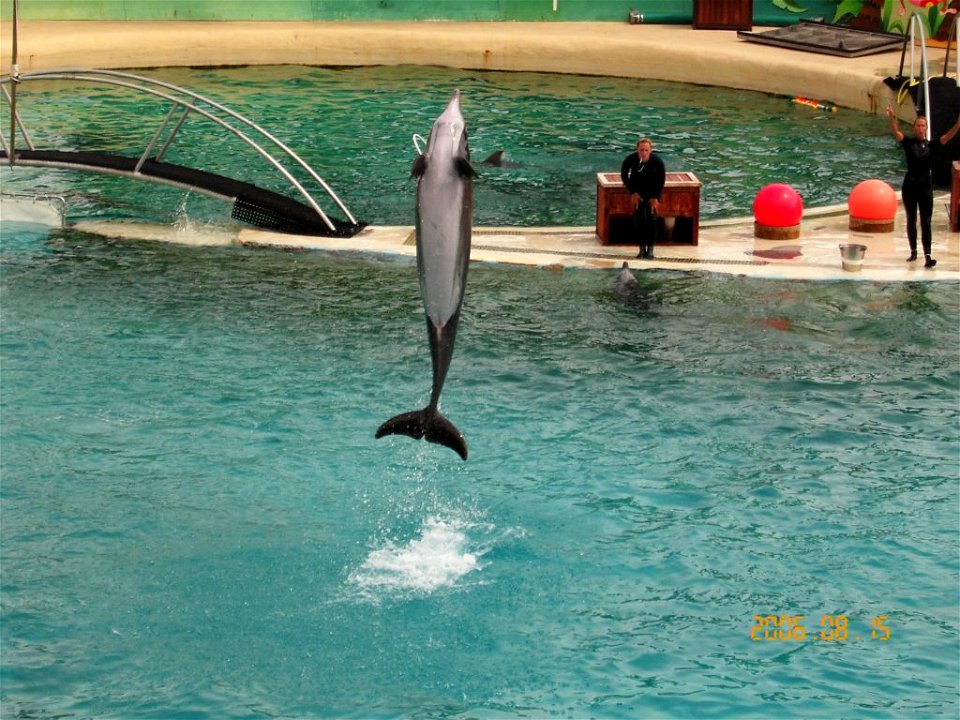 Bottlenose Dolphins in Marineland d'Antibes in France.