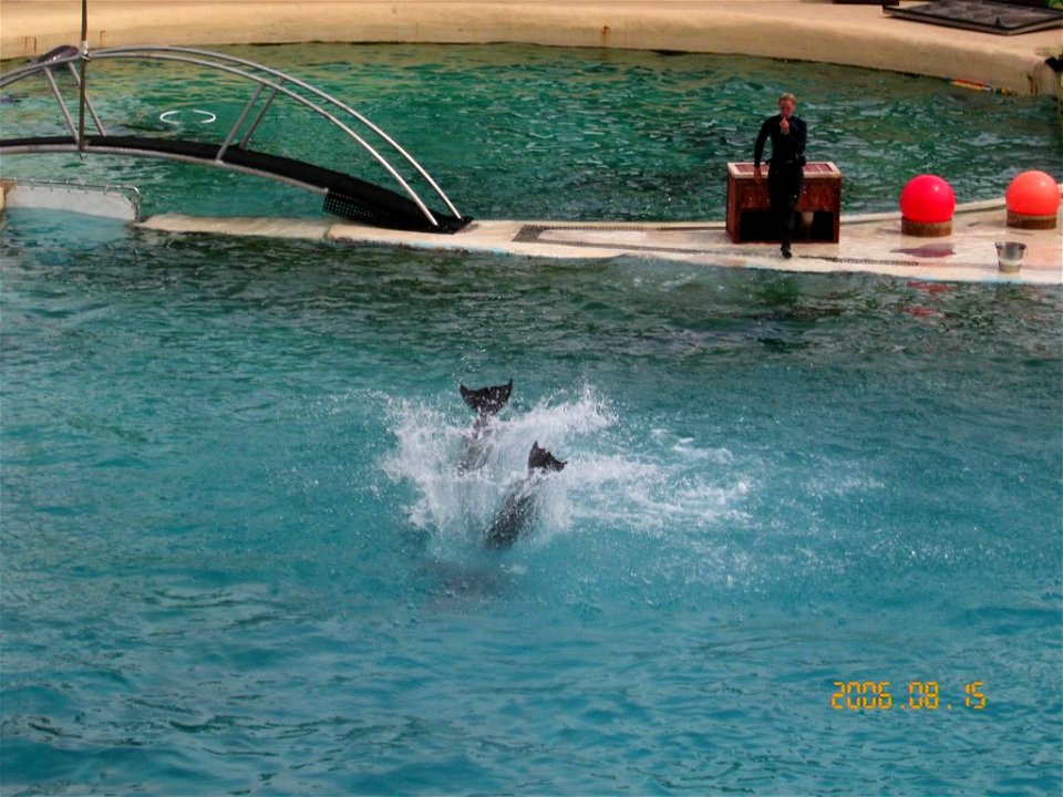 Bottlenose Dolphins in Marineland d'Antibes in France.