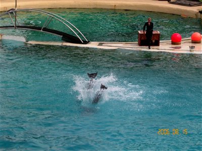 Bottlenose Dolphins in Marineland d'Antibes in France. photo