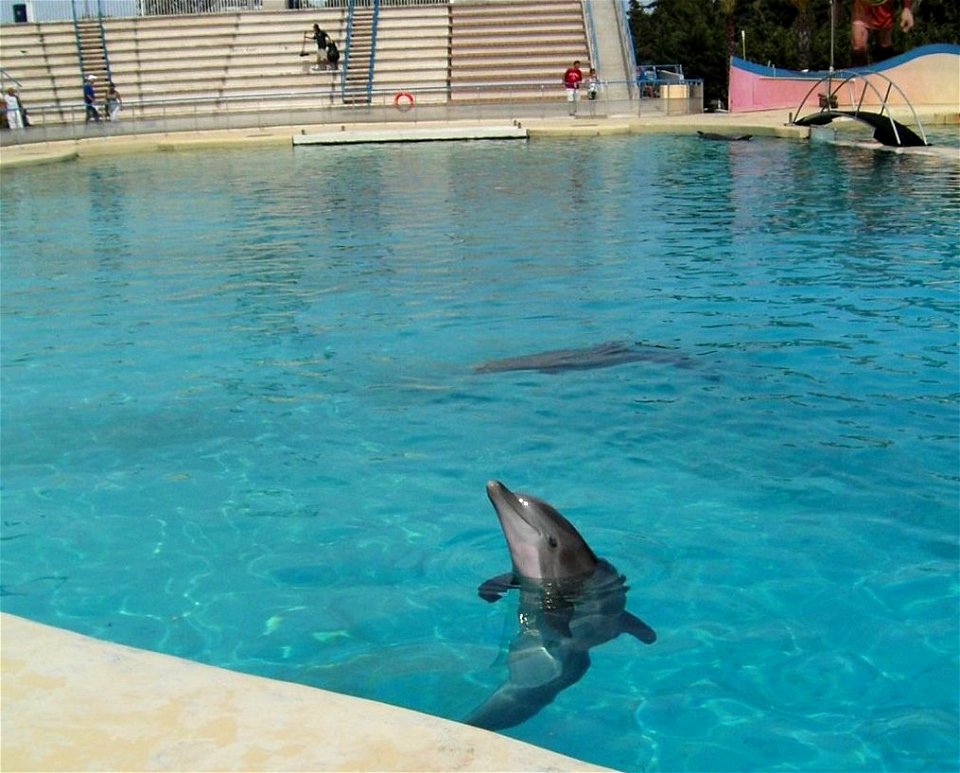 Bottlenose Dolphins in Marineland d'Antibes in France.