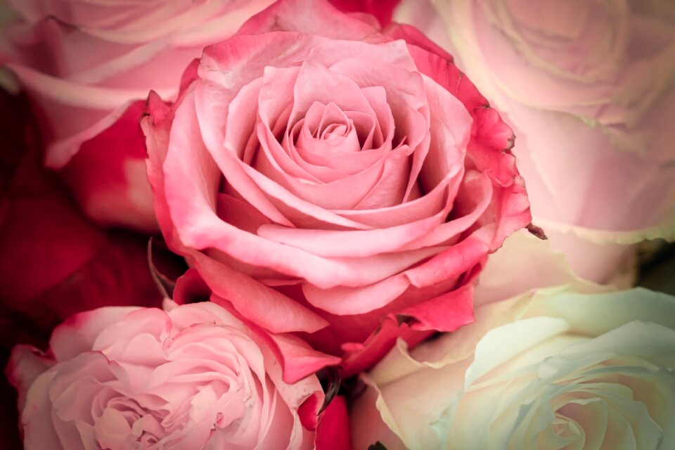 Pink flowers rose bloom