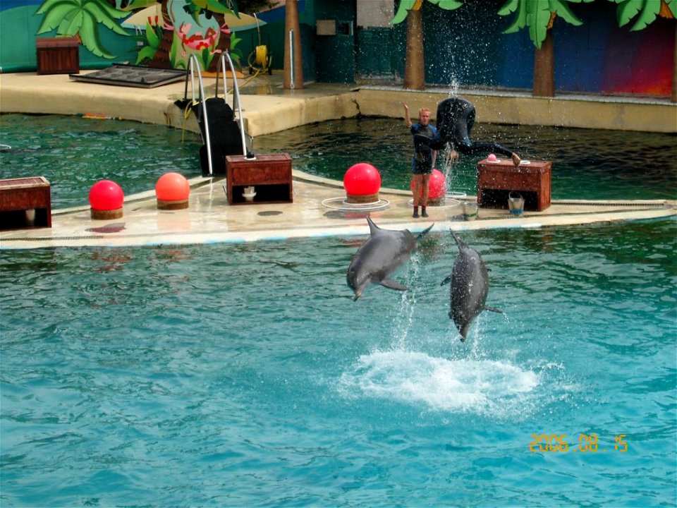 Bottlenose Dolphins in Marineland d'Antibes in France.