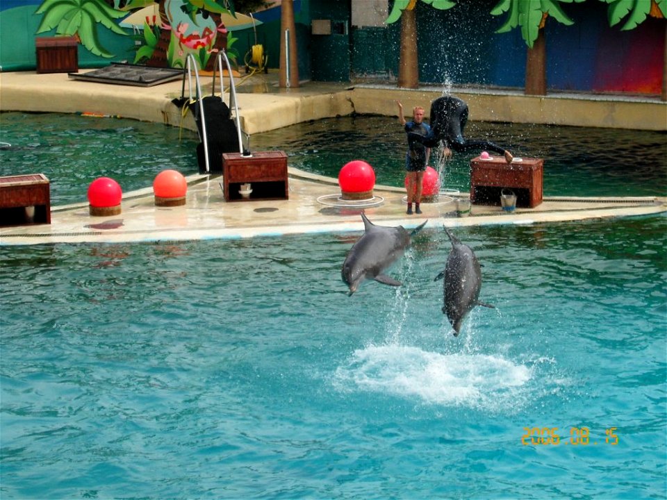 Bottlenose Dolphins in Marineland d'Antibes in France. photo