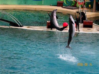 Bottlenose Dolphins in Marineland d'Antibes in France.