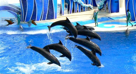 Performing bottlenose dolphins - from left to right Marble, Porter, Jensen, Starbuck, Baretta, and Clyde - and blue macaws at SeaWorld Orlando's one of a kind show, "Blue Horizons".