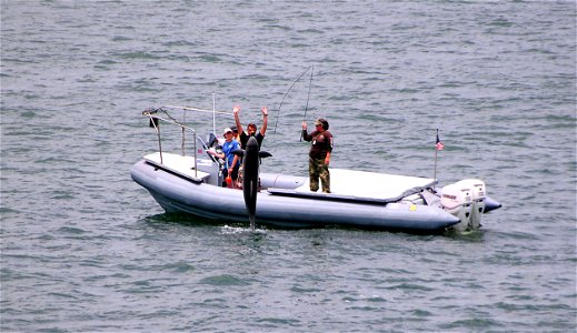 SAN DIEGO (June 27, 2008) A U.S. Navy dolphin jumps out of the water while on a training exercise as part of the Navy's Cetacean Intelligence Mission. Marine mammals are trained to assist U.S. Navy fo