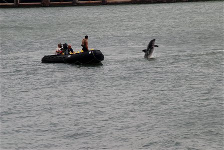CORPUS CHRISTI, Tx. (May 13, 2009) A U. S. Navy Marine Mammal, a bottlenose dolphin, surfaces while making a number of dives during a routine training in  search of unidentified objects in the Corpus 