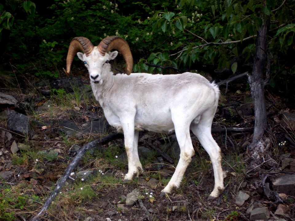 Dahl sheep along mountains on Seward Highway outside of Anchorage, Alaska.