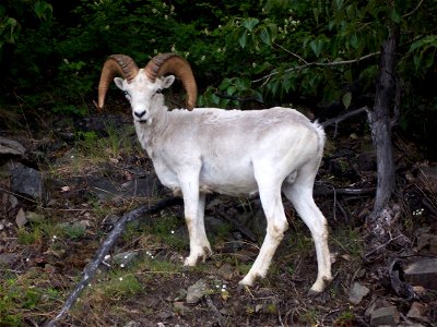 Dahl sheep along mountains on Seward Highway outside of Anchorage, Alaska.