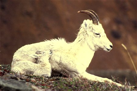 Image title: Dall sheep ewe and lamb lying down
Image from Public domain images website, http://www.public-domain-image.com/full-image/fauna-animals-public-domain-images-pictures/sheeps-public-domain-