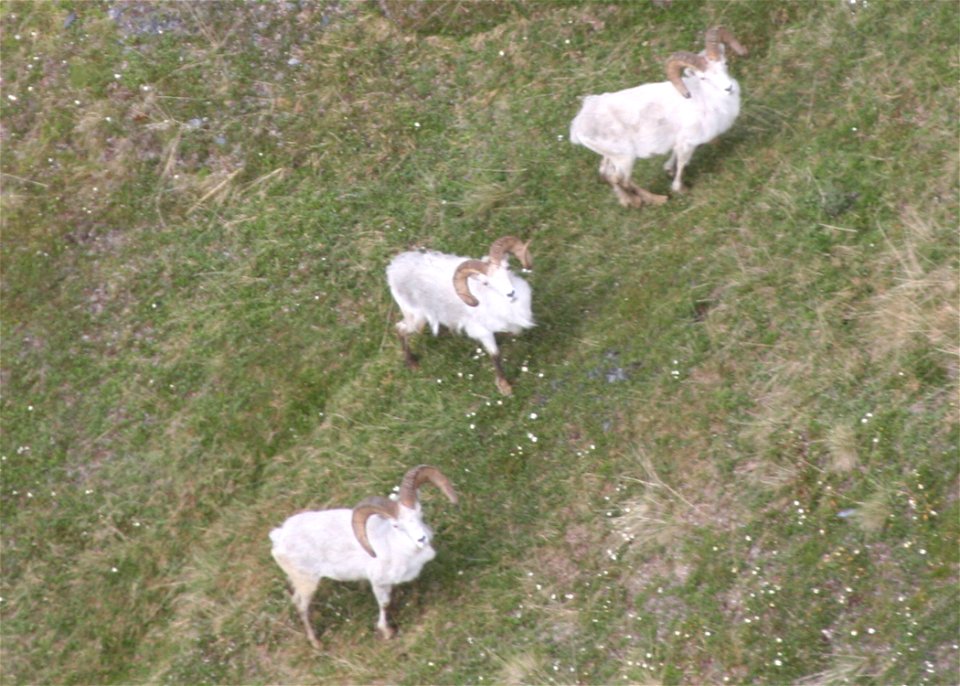 A ram group seen from the air in Gates of the Arctic National Park and Preserve