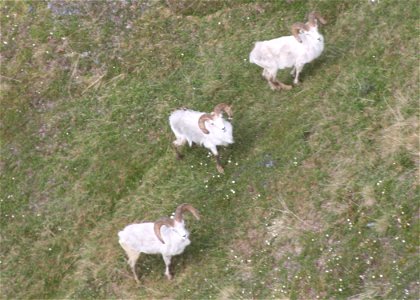 A ram group seen from the air in Gates of the Arctic National Park and Preserve