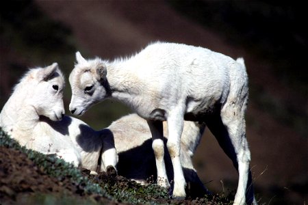 Two Dall Sheep (Ovis dalli) lambs.
