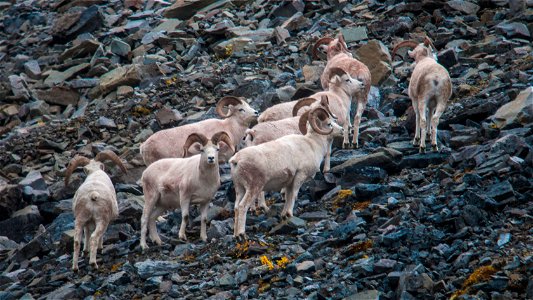 Gates of the Arctic National Park and Preserve photos by Zak Richter/NPS photo