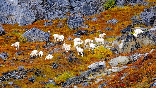 Gates of the Arctic National Park and Preserve photos by Zak Richter/NPS