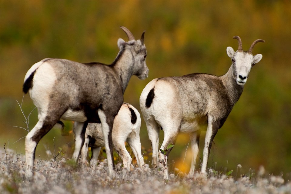 Stone Sheep, British Columbia