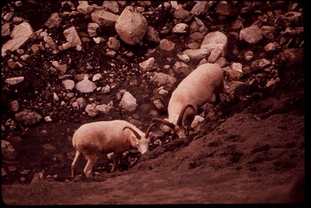 A PAIR OF YOUNG RAMS, 3-5 YEARS OLD, AT THE WEST SALT LICK OF THE ATIGUN GORGE, FOUR MILES FROM THE POINT WHERE THE PIPELINE WILL CROSS THE ATIGUN RIVER