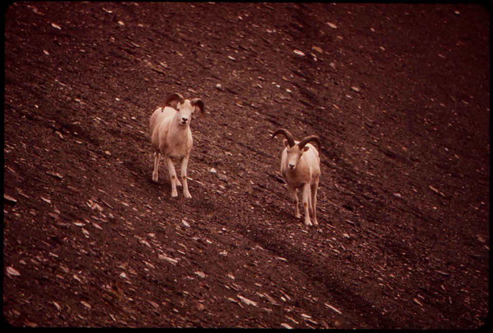 A PAIR OF YOUNG RAMS, 3-5 YEARS OLD, DESCEND THE HILLSIDE SALT LICK AT THE WEST END OF THE ATIGUN GORGE (FOUR MILES FROM THE POINT WHERE THE PIPELINE WILL CROSS THE ATIGUN RIVER)
