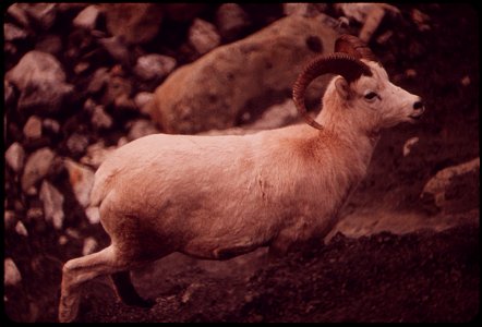 A YOUNG RAM, NOT YET MATURE ENOUGH TO BE HUNTED BECAUSE HE LACKS A FULL 3/4 CURL TO HIS HORNS, APPROACHES A SALT LICK. GRIT AND DIRT ON THE HIGH ROCK LEDGES HAVE STAINED HIS COAT A PINKISH BROWN