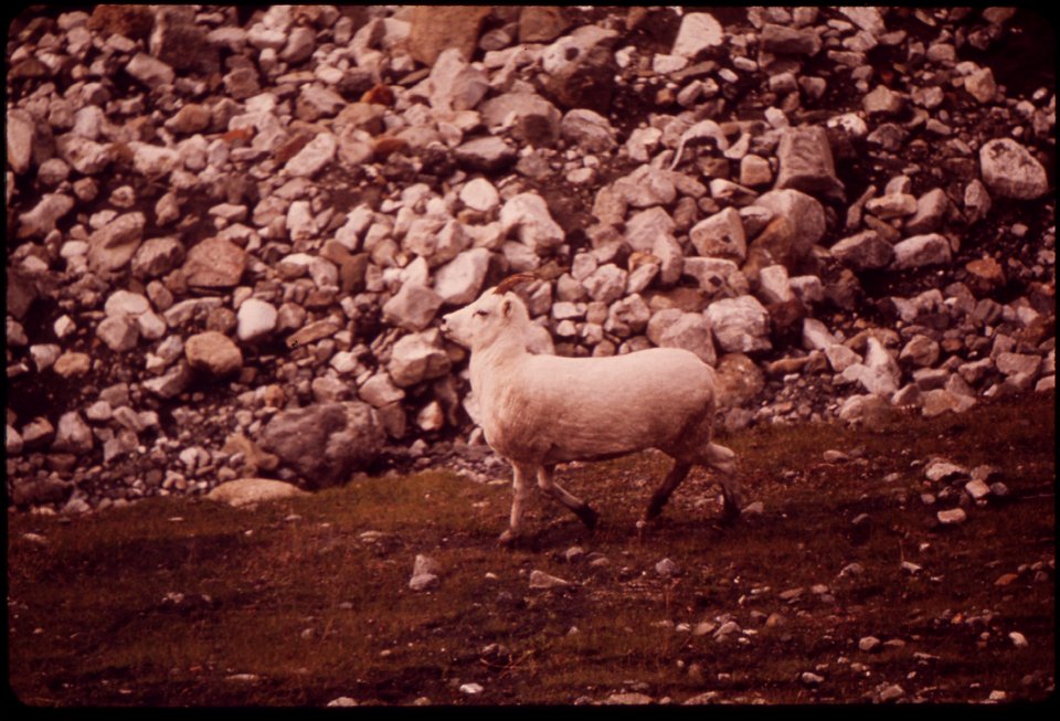 AN ADOLESCENT RAM STRUTS PROUDLY, SHOWING OFF BEFORE THE YOUNG FEMALES AT THE WEST SALT LICK (IN ATIGUN GORGE)