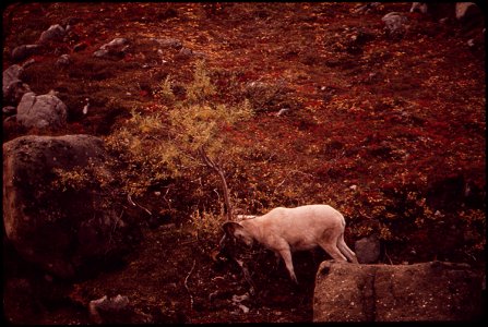 BUTT WHERE IT ITCHES; THIS YOUNG RAM SCRATCHES HIS ITCHING HORNS ON A DWARF ALDER (ABOUT 4 MILES EAST OF THE DESIGNATED PIPELINE CROSSING IN THE ATIGUN GORGE)