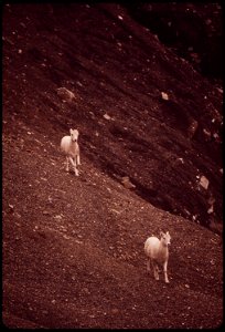 TWO YOUNG SHEEP CROSS HILLSIDE ON THE SOUTH SIDE OF THE ATIGUN GORGE