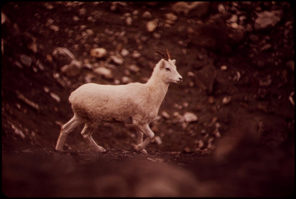 YOUNG SHEEP ON ITS WAY TO THE WEST SALT LICK IN ATIGUN GORGE NEAR THE POINT WHERE THE PIPELINE WILL CROSS THE ATIGUN RIVER