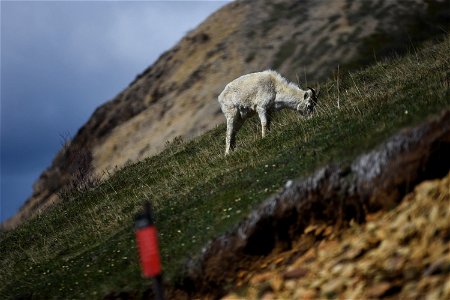 Dall Sheep photo