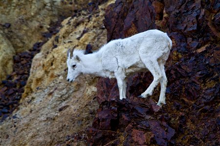 Rock Climber