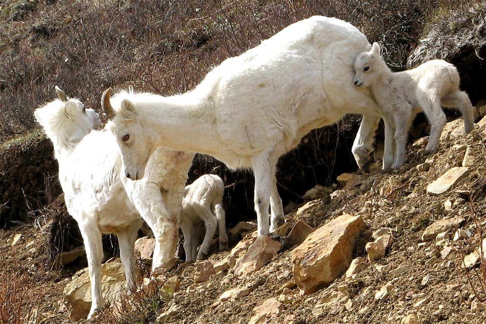 A ewe and lamb group in Denali National Park