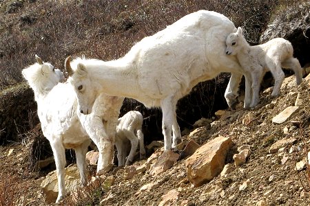 A ewe and lamb group in Denali National Park photo