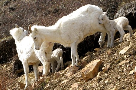 A ewe and lamb group in Denali National Park