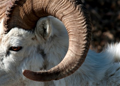 Dall Sheep Horn photo